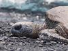 Sea Turtle at Punalu'u, Big Island