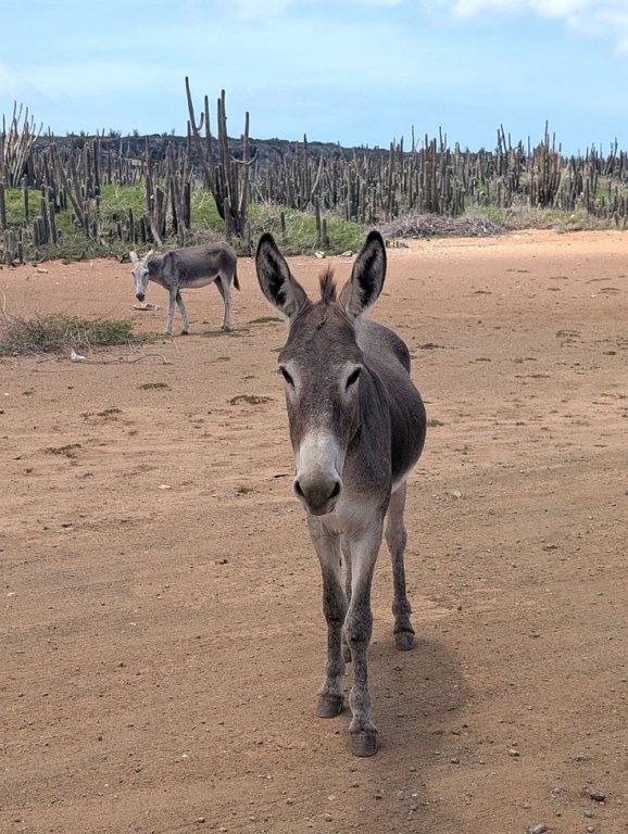 feraldonkeysbonaire.jpg