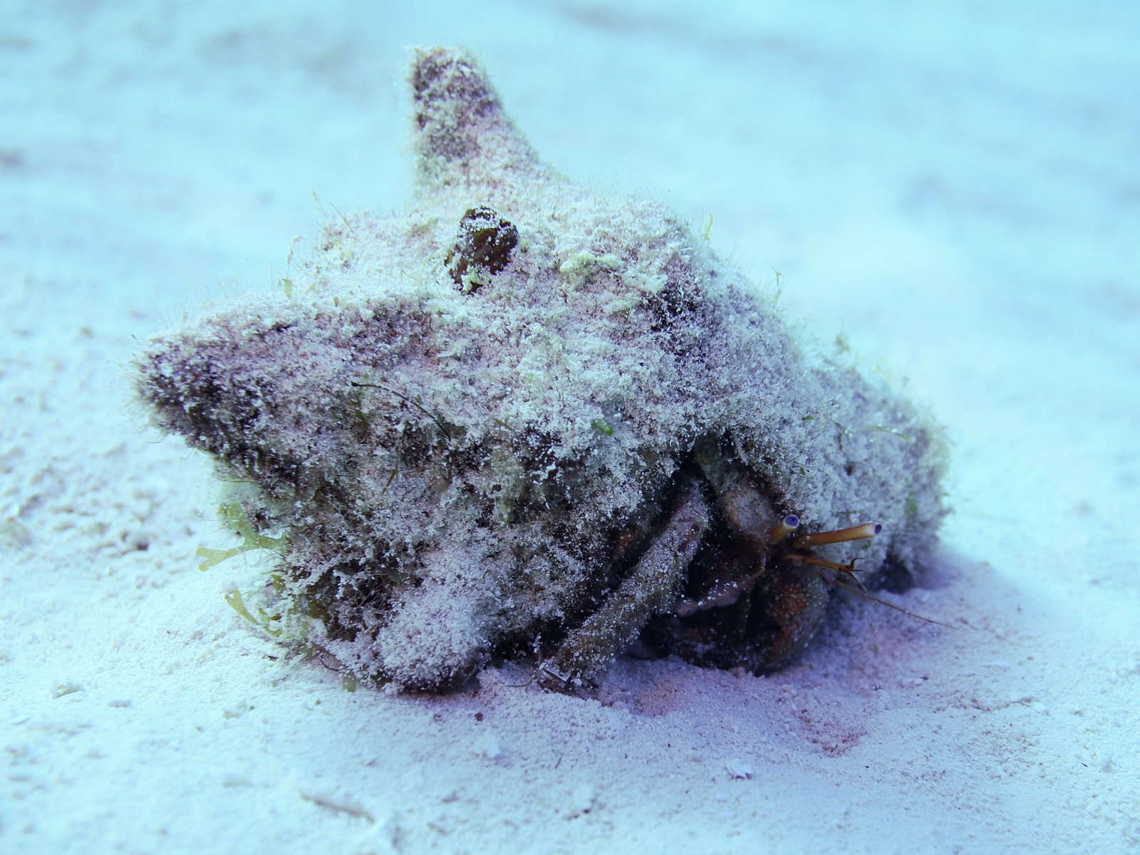 blueeyedhermitcrabcozumel.jpg