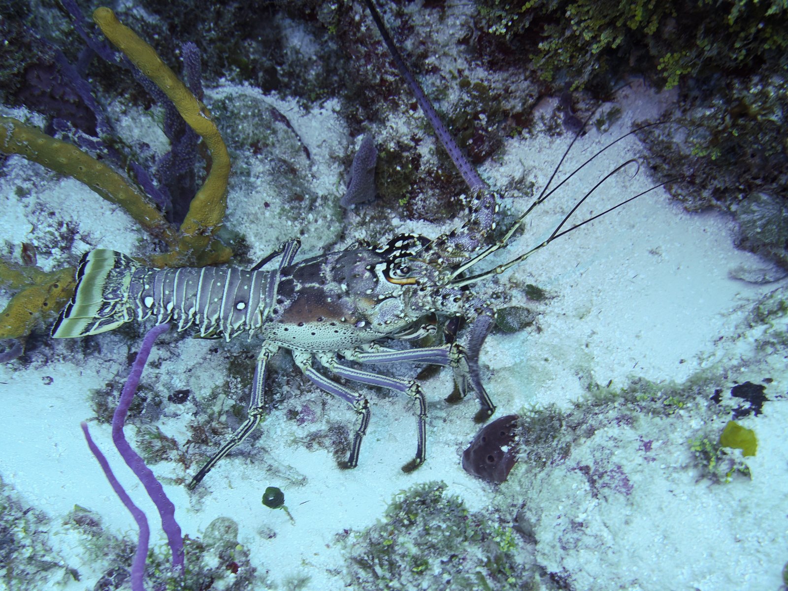 caribbeanspinylobstercozumel.jpg