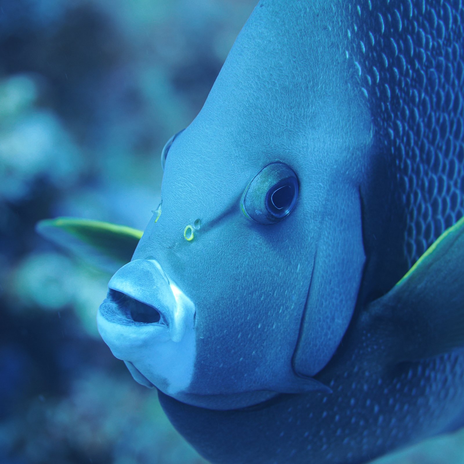 greyangelfishportraitcozumel.jpg