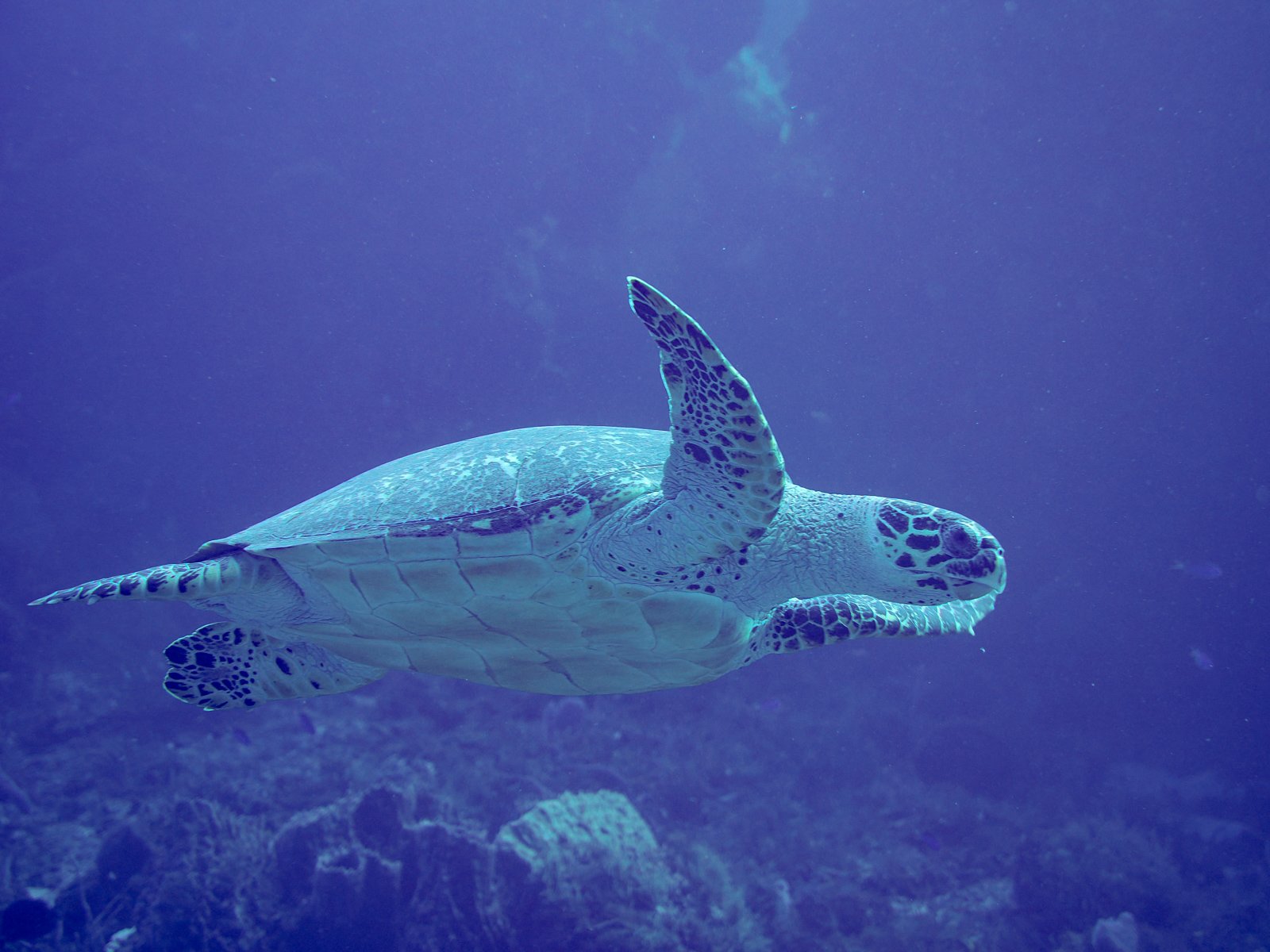 hawksbillturtlecozumel.jpg