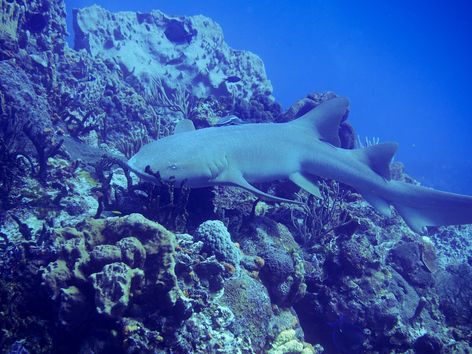 nursesharkcozumel.jpg