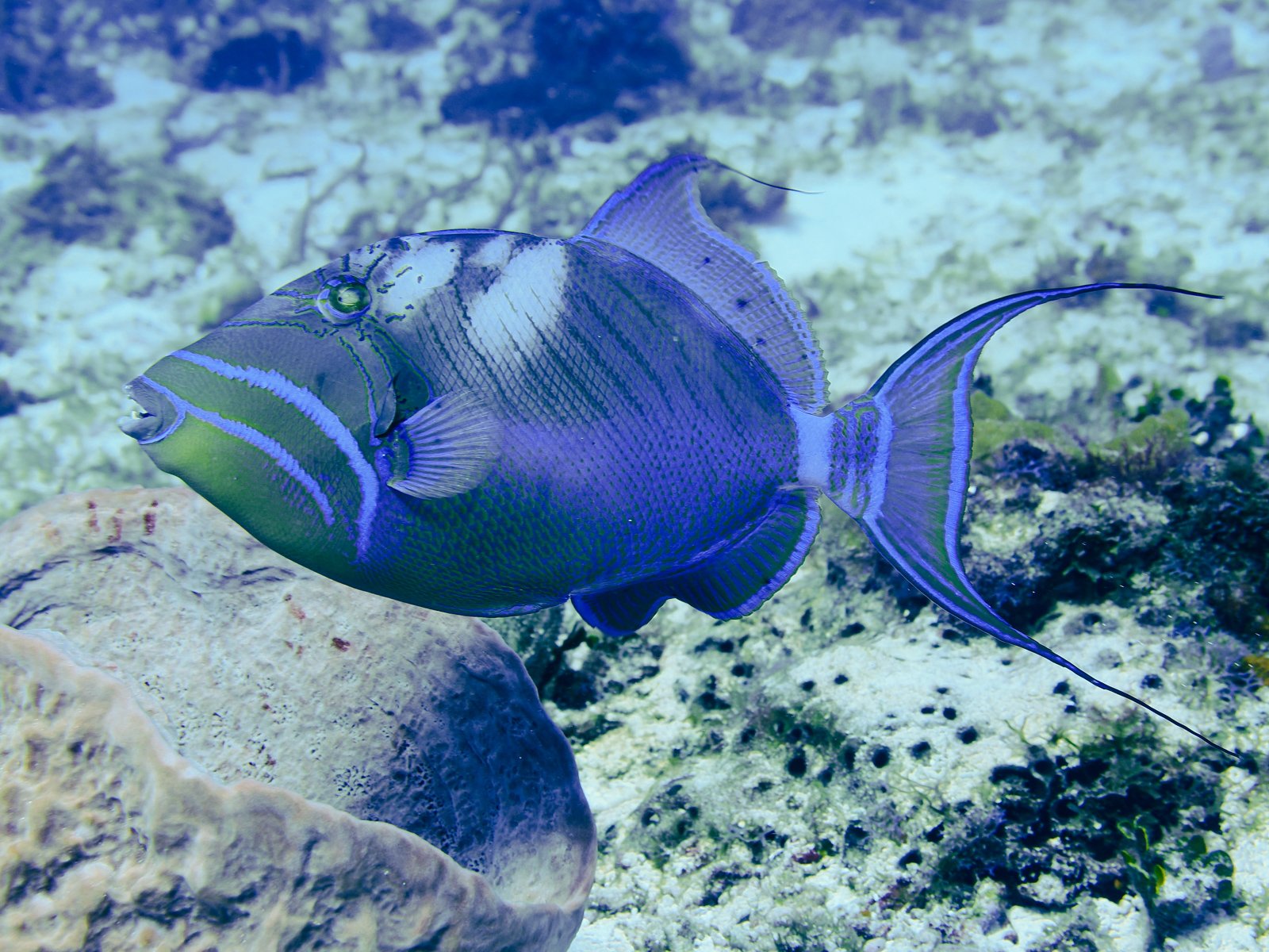 queentriggerfishcozumel.jpg