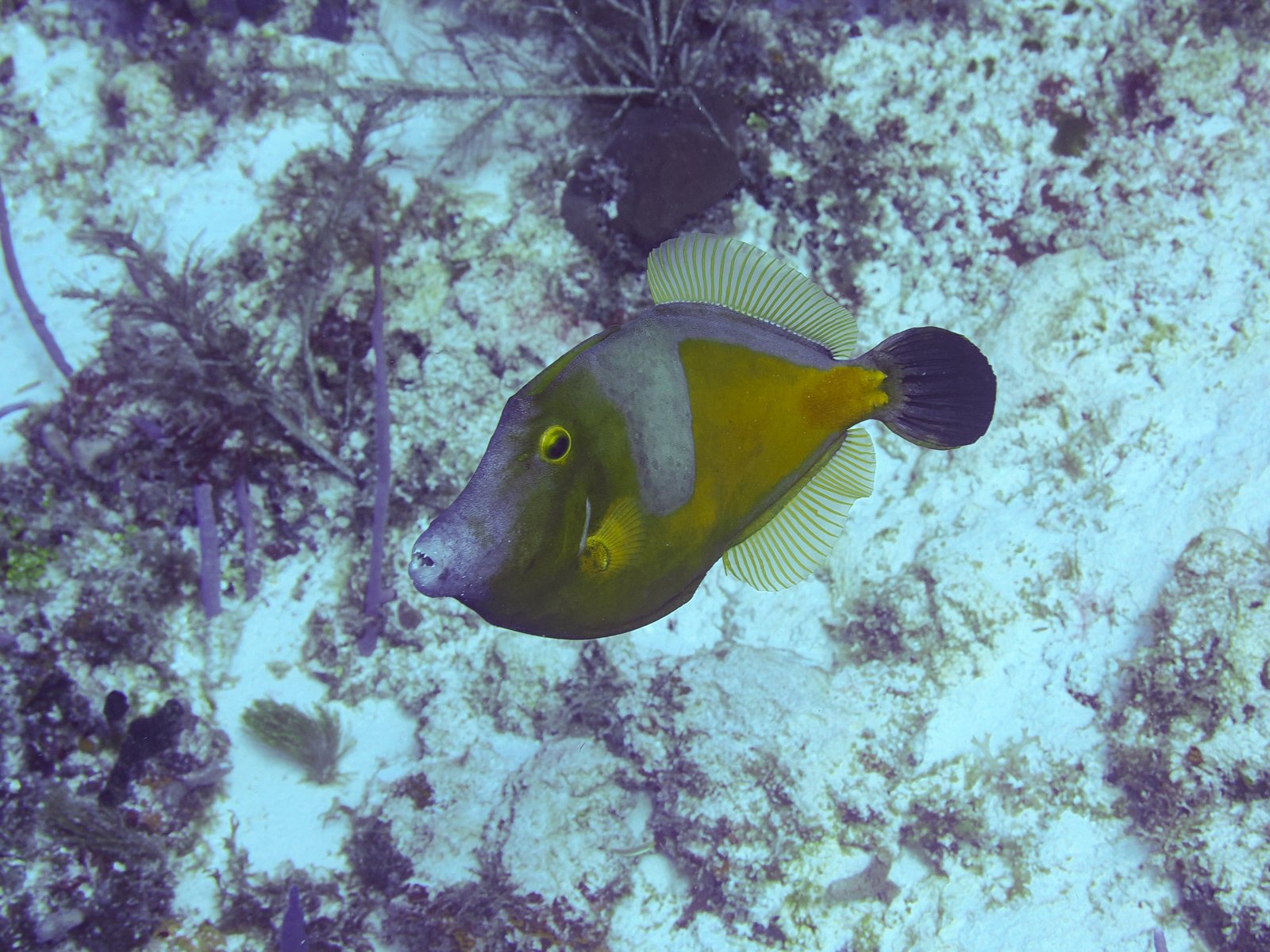 whitespottedfilefishcozumel.jpg