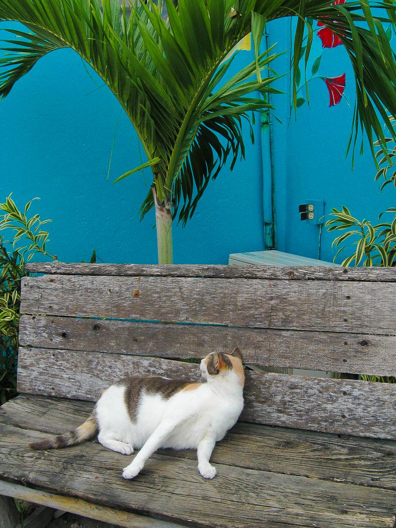 Lounging Cat, Harbour Island