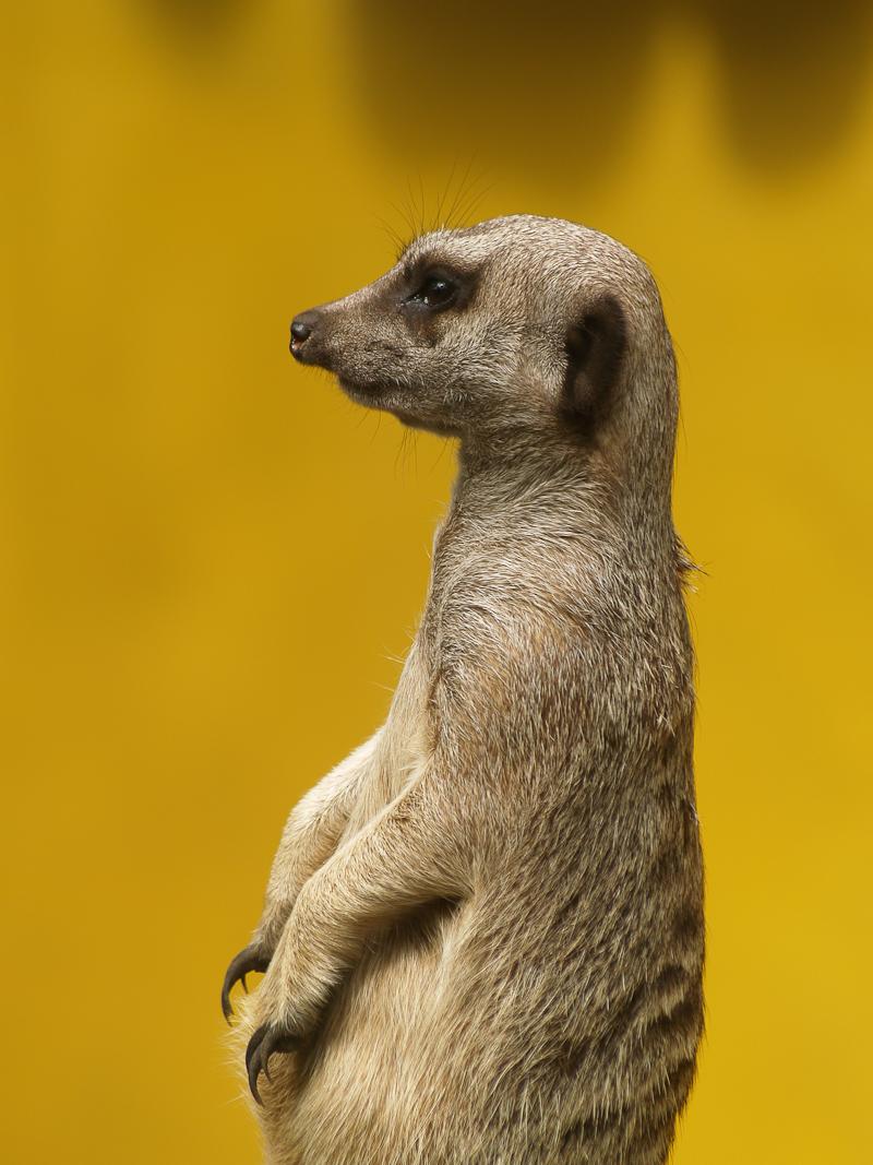 Meerkat, Ardastra, Nassau