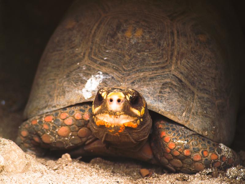 Yellow-Footed Tortoise, Ardastra, Nassau