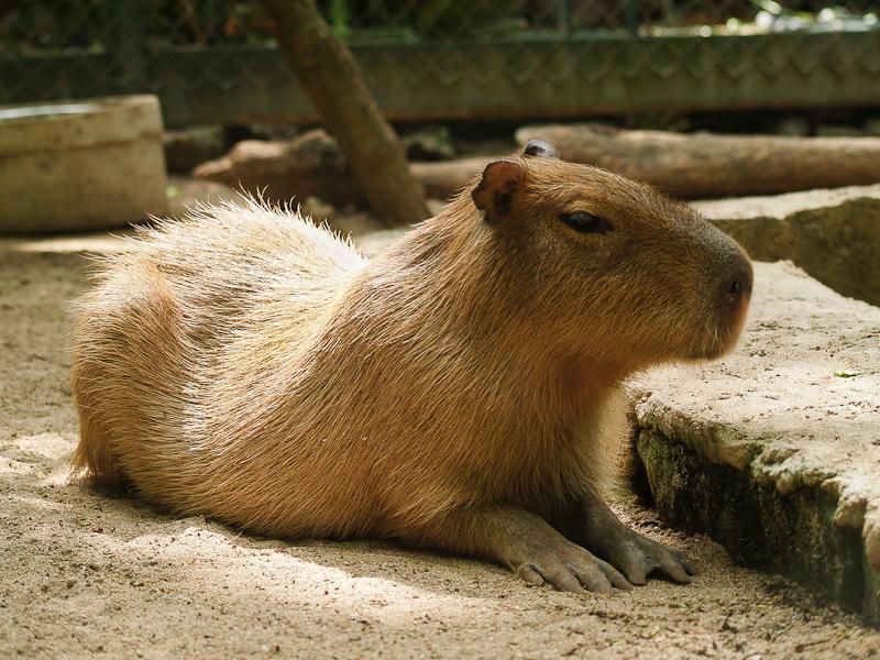 Capybara, Ardastra, Nassau