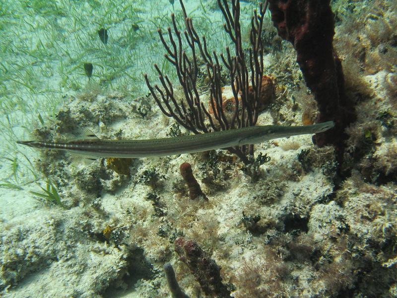 Needlefish at Rainbow Reef, Bahamas