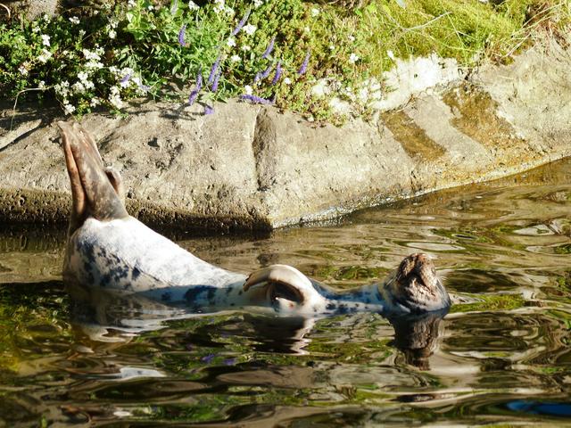 Happy Harbor Seal, Stockholm