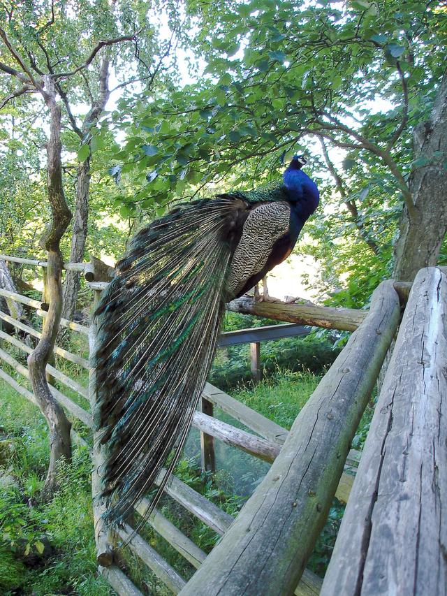 Peacock, Stockholm