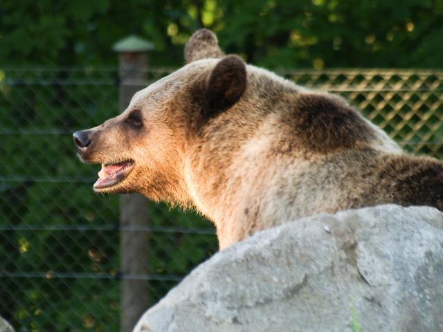 Brown Bear, Stockholm