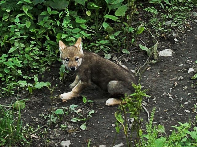 Wolf Cub, Stockholm