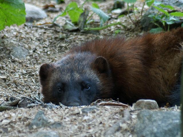 Wolverine, Stockholm