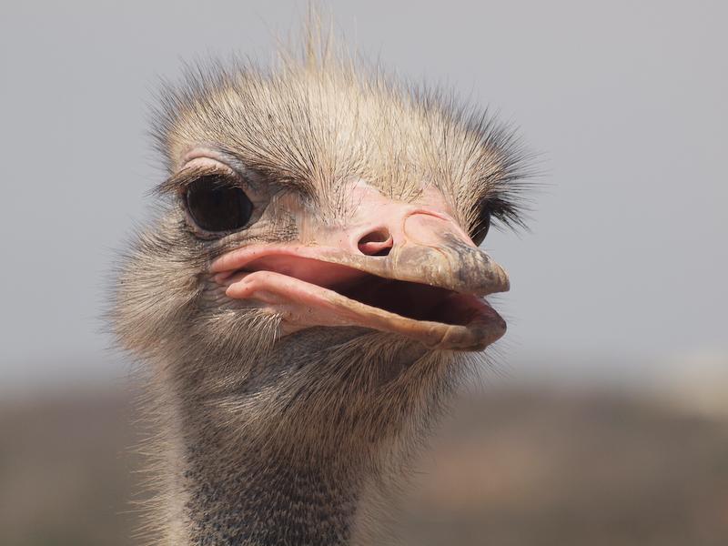 Portrait of an Ostrich