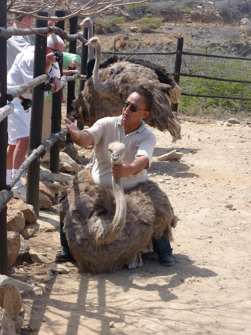 Riding an Ostrich