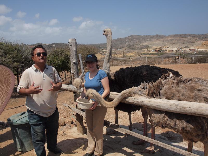 Feeding Ostriches