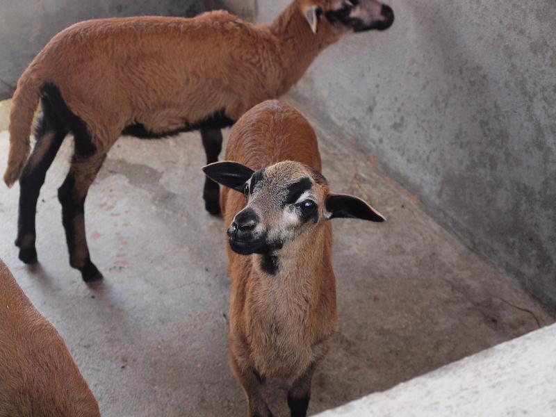 Goats at the Ostrich Farm