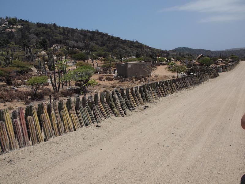 Cactus Fence