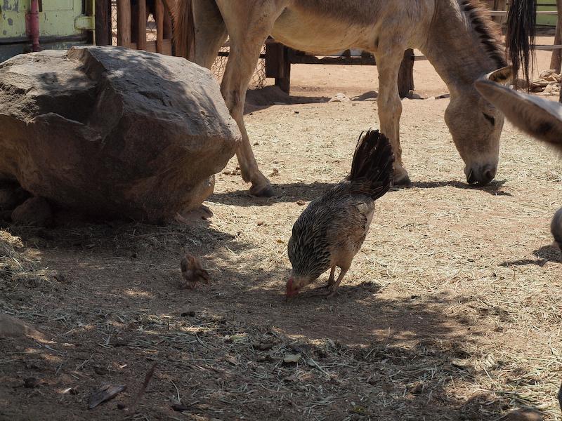 Hen and Chick, Aruba Donkey Sanctuary