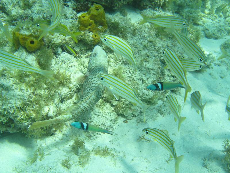 More Fish at Boca Catalina