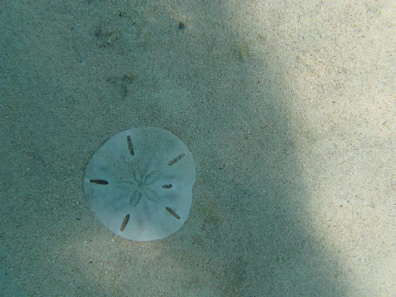 Sand Dollar