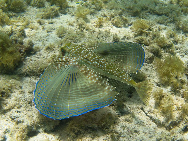 Flying Gurnard