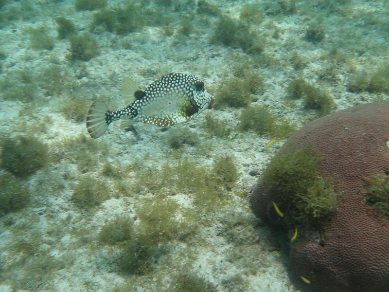 Smooth Trunkfish