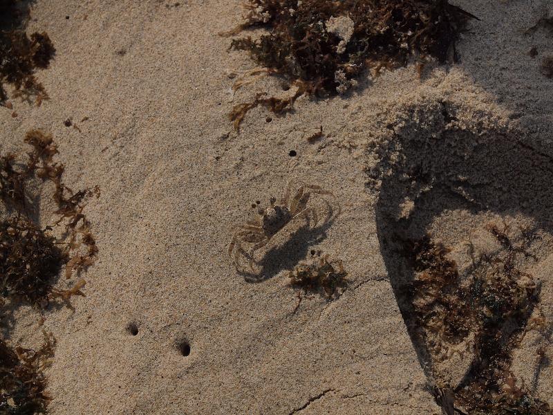 Sand Crabs