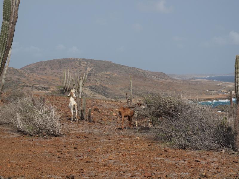 Wild Goats Eating Cactus Jess and Jer's Travel Photos from Aruba