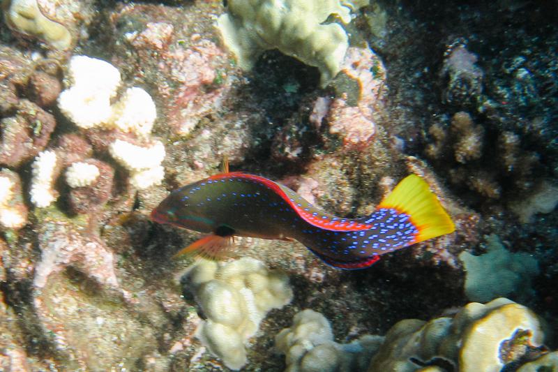 Yellowtail Coris Wrasse, Molokini