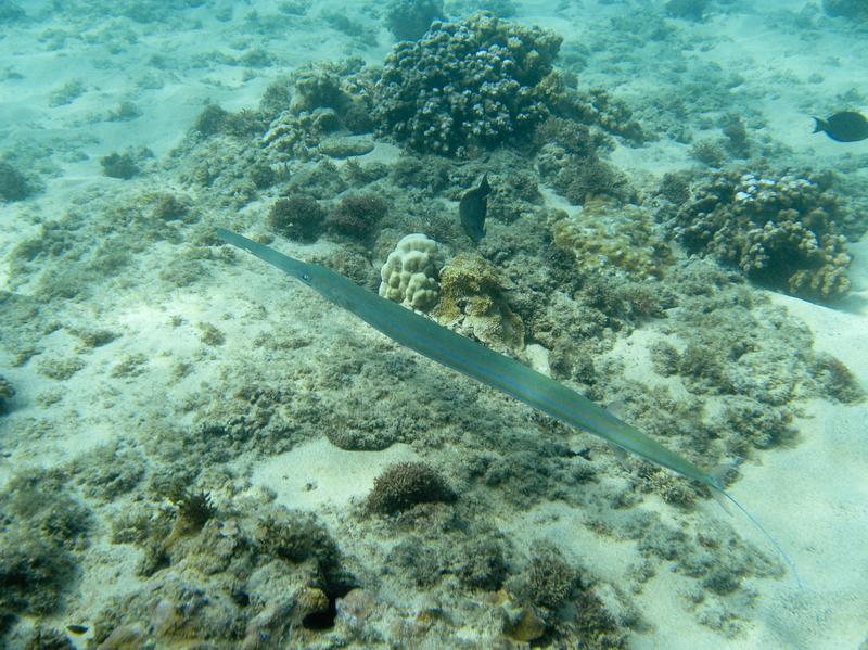 Kapalua Bay Jess and Jer's Travel Photos from Maui