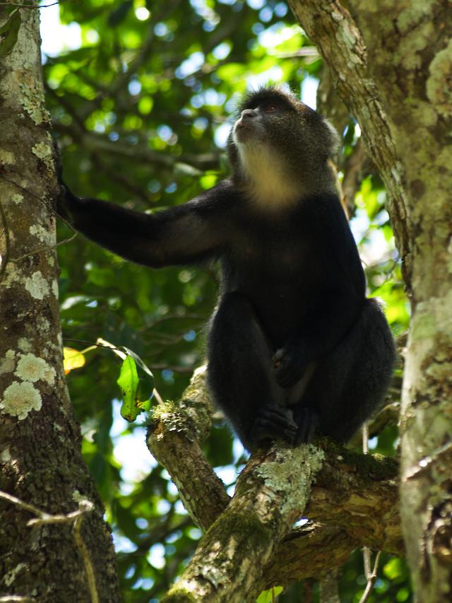 Blue Monkey, Arusha N.P.