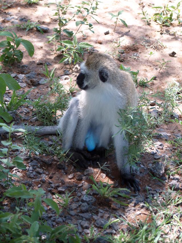 Vervet Monkey, Tarangire N.P.