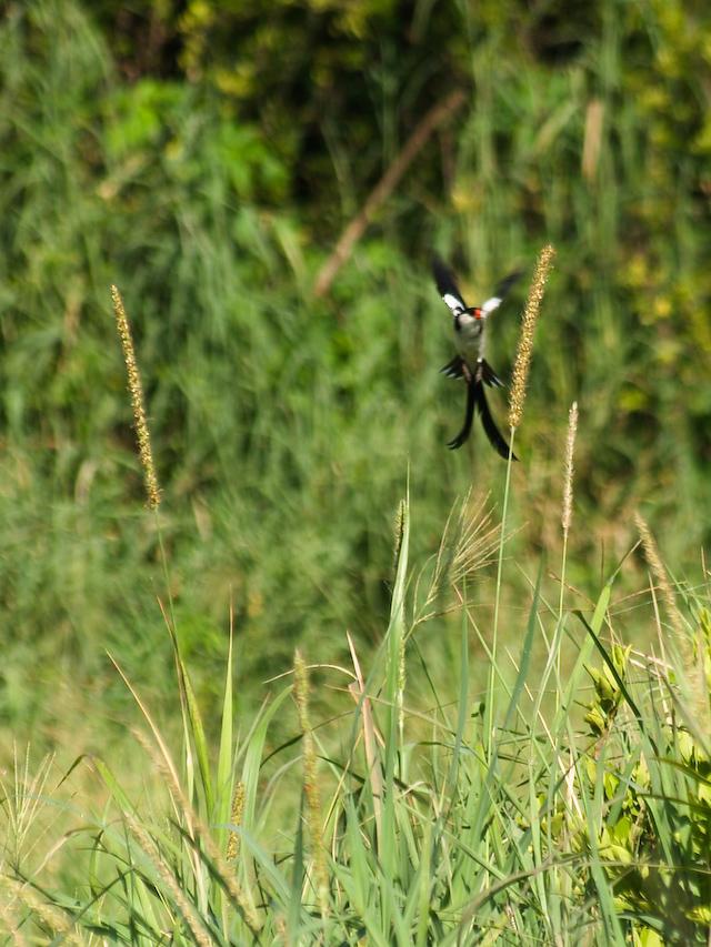 Pin-Tailed Whydah, Tarangire N.P.