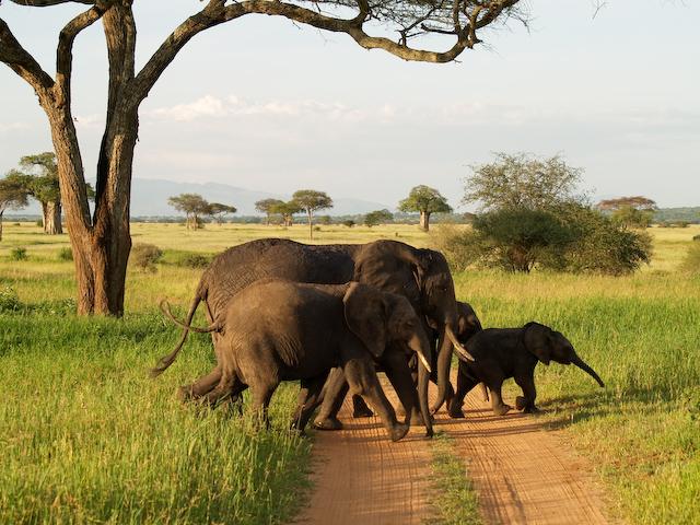 Elephant Herd, Tarangire N.P.