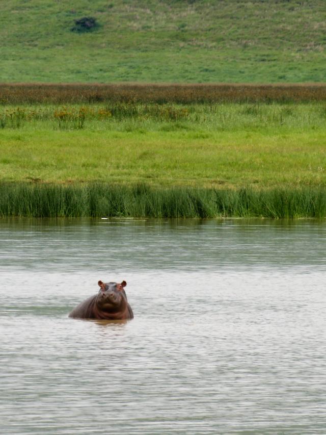 Bathing Hippo, Ngorongoro