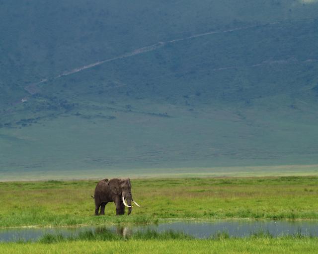 Elephant, Ngorongoro