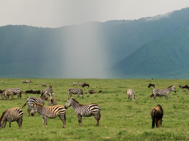 Rain in the Crater, Ngorongoro