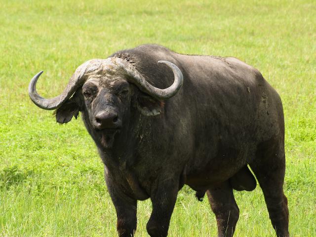 Cape Buffalo, Ngorongoro