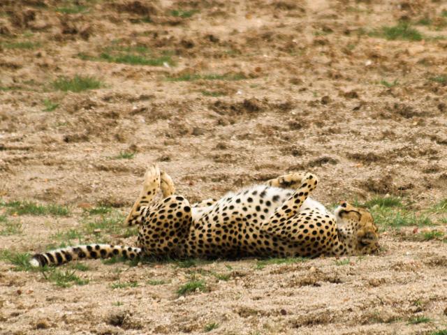 Cheetah, Serengeti