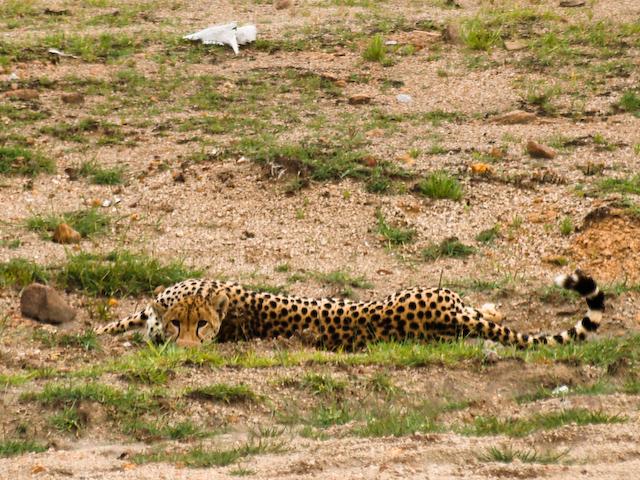 Cheetah, Serengeti