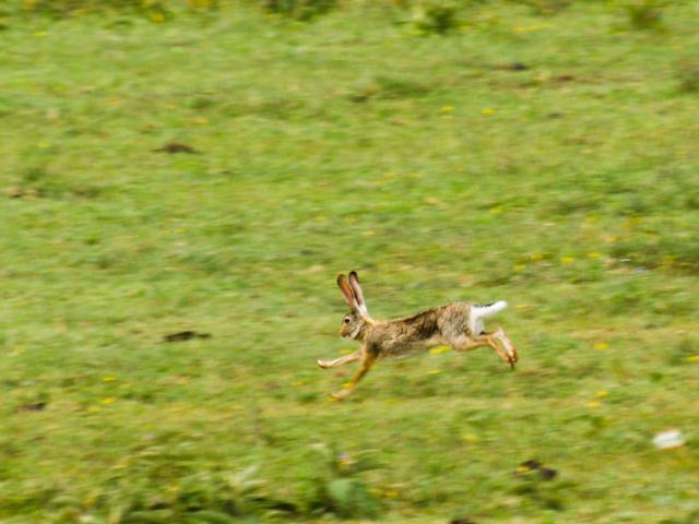 African Hare, Serengeti