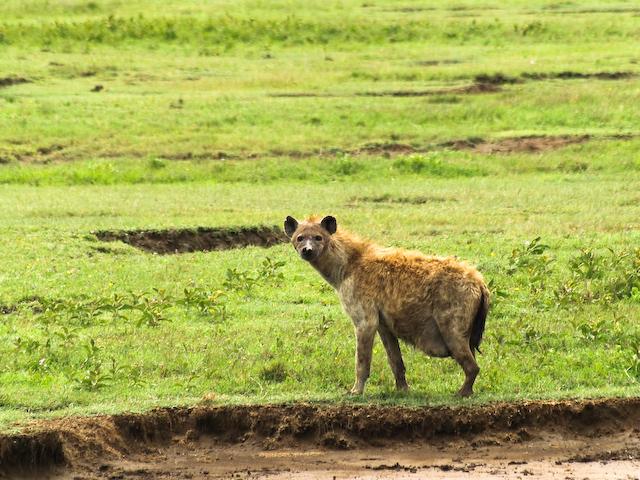 Hyena Serengeti Jess And Jer s Trip To Tanzania January February 2007 Hyena Serengeti Jess And Jer s Trip To Tanzania January February 2007