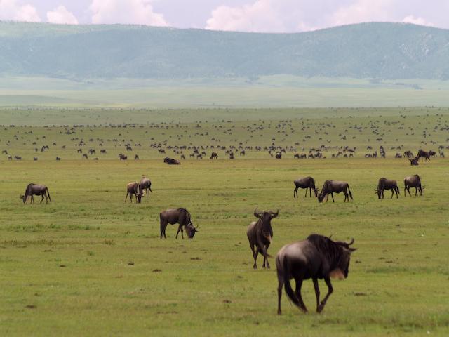 The Great Migration, Serengeti
