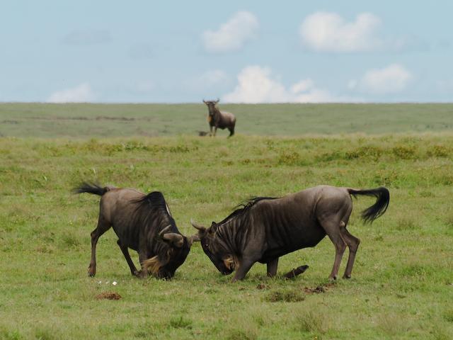Fighting Wildebeest, Serengeti