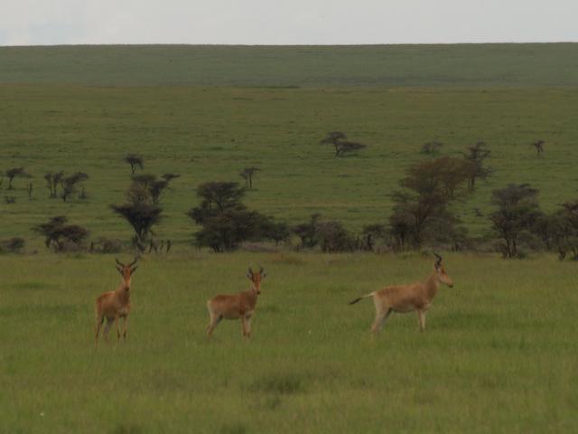 Elands, Serengeti