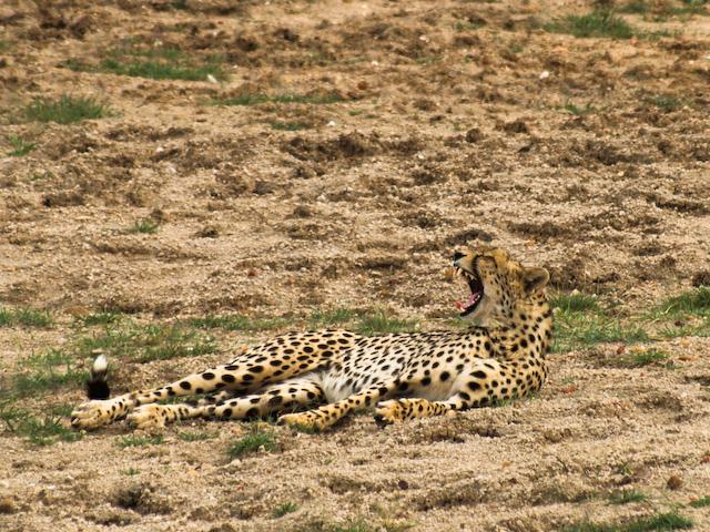 Cheetah, Serengeti