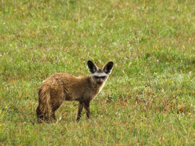 Bat-Eared Fox, Serengeti